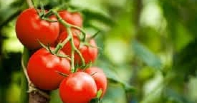 توزیع  مقدار0.5 انواع کود کشاورزی یارانه ای  برای مزارع گوجه‌فرنگی شهرستان بندرگز در سه ماهه سال۱۴۰۴
