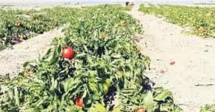 توزیع  مقدار تقریبی1.3 تن انواع کود کشاورزی یارانه ای  برای مزارع گوجه‌فرنگی شهرستان  آزادشهر درسه ماهه سال۱۴۰۴