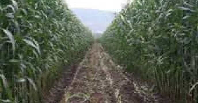 توزیع  مقدار تقریبی 1.5 تن  انواع کود کشاورزی یارانه ای  برای مزارع ذرت علوفه ای شهرستان بندرگز در در سه  ماهه سال۱۴۰۴