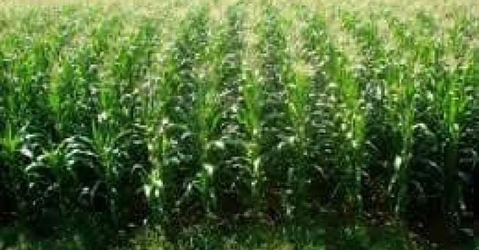 توزیع  مقدار تقریبی8 تن  انواع کود کشاورزی یارانه ای  برای مزارع ذرت علوفه ای شهرستان بندر ترکمن  در سه ماهه سال۱۴۰۴