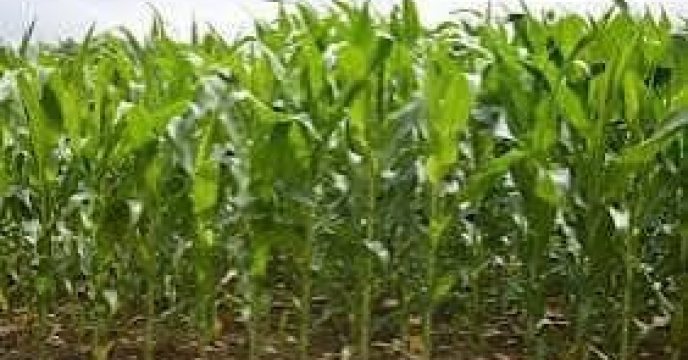 توزیع  مقدار تقریبی ۳تن  انواع کود کشاورزی یارانه ای  برای مزارع ذرت علوفه ای شهرستان  کردکوی در سه ماهه سال۱۴۰۴