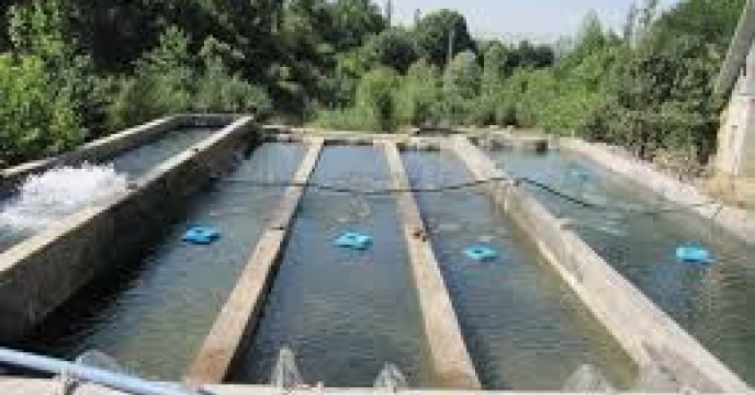 توزیع  مقدار 2  تن  انواع کود کشاورزی یارانه ای  برای مزارع پرورشی ماهیان کپور شهرستان  بندرترکمن در شش ماهه سال۱۴۰۴
