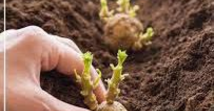 توزیع  مقدار2 تن انواع کود کشاورزی یارانه ای  برای مزارع سیب زمینی شهرستان  رامیان در شش ماهه سال۱1404