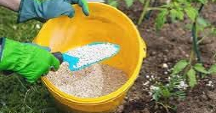 توزیع  مقدار3 تن انواع کود کشاورزی یارانه ای  برای مزارع سیب زمینی شهرستان آزادشهردر شش ماهه سال۱۴۰۴