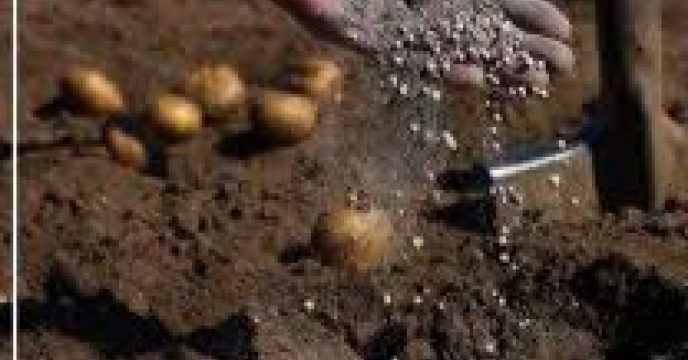 توزیع  مقدار340 تن انواع کود کشاورزی یارانه ای  برای مزارع سیب زمینی شهرستان  گرکان در شش ماهه سال۱۴۰۴