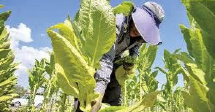 توزیع  مقدار 132 تن انواع کود کشاورزی یارانه ای برای کشاورزان توتون  کار شهرستان علی آباد درشش ماهه سال۱۴۰۴