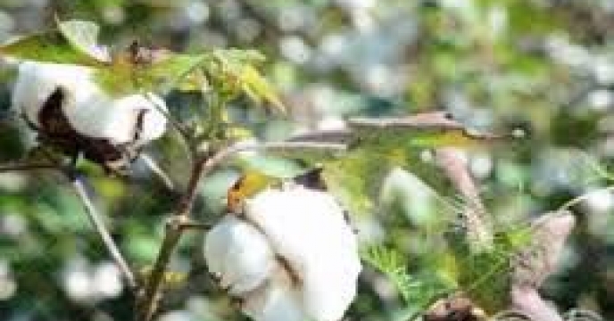توزیع  مقدار 6 تن انواع کود کشاورزی یارانه ای برای کشاورزان پنبه کار کار شهرستان گمیشان در شش ماهه  سال۱۴۰۴
