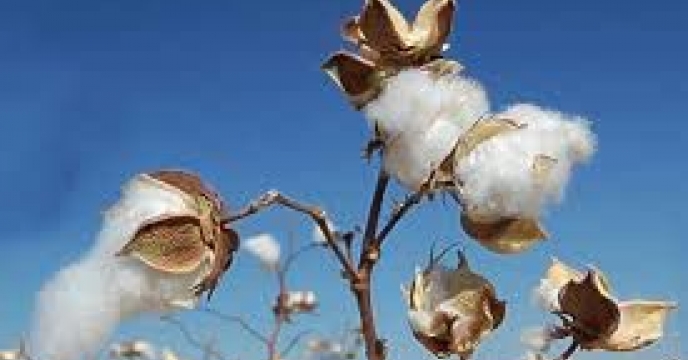 توزیع  مقدار 45 تن انواع کود کشاورزی یارانه ای برای کشاورزان پنبه کار کار شهرستان رامیان درشش ماهه سال۱۴۰۴