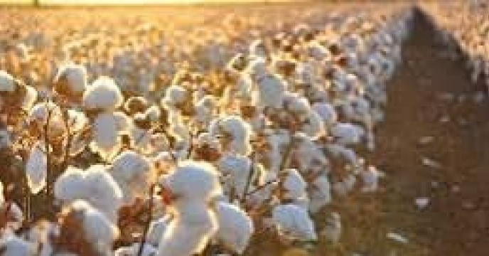 توزیع مقدار511 تن انواع کود کشاورزی یارانه ای برای کشاورزان پنبه کار کار شهرستان آق قلا در شش ماهه سال۱۴۰۴