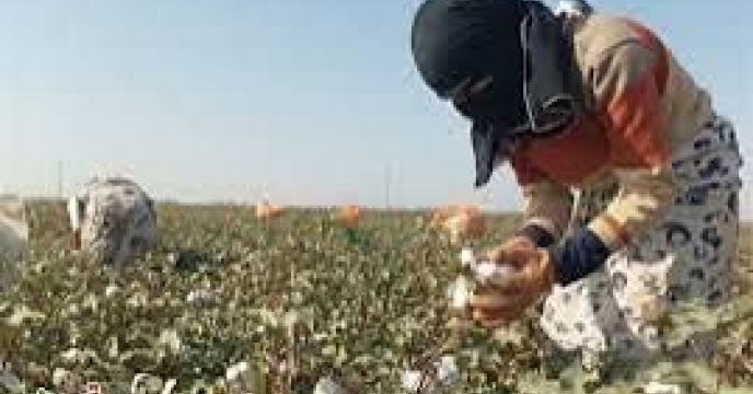 توزیع  مقدار530 تن انواع کود کشاورزی یارانه ای برای کشاورزان پنبه کار کار شهرستان گنبد کاووس در شش ماهه سال۱۴۰۴