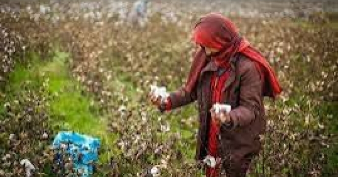 توزیع  مقدار 21 تن انواع کود کشاورزی یارانه ای برای کشاورزان پنبه کار کار شهرستان بندرترکمن در شش ماهه سال۱۴۰۴