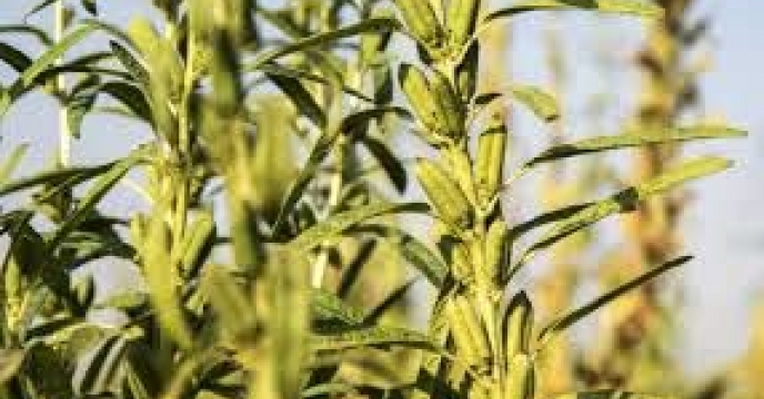 توزیع  مقدار 2 تن انواع کود کشاورزی یارانه ای برای کشاورزان کنجد کار کار شهرستان کلاله در شش ماهه سال۱۴۰۴