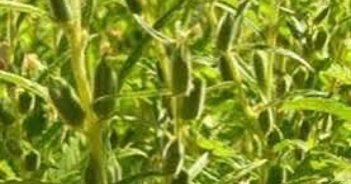 توزیع  مقدار 19 تن  انواع کود کشاورزی یارانه ای برای کشاورزان کنجد کار کار شهرستان گنبد درشش ماهه سال۱۴۰۴