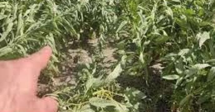 توزیع  مقدار 9 تن انواع کود کشاورزی یارانه ای برای کشاورزان کنجد کار کار شهرستان  علی آباد کتول در شش  ماهه سال۱۴۰۴