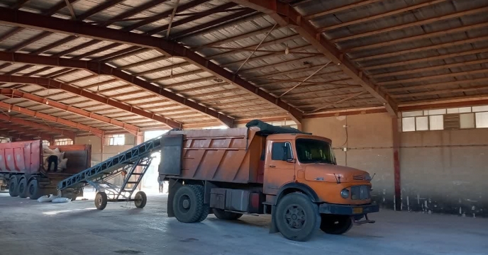 پتاس برای پایداری محصول؛ کلزا و جو در اولویت توزیع پتاس در جعفرآباد