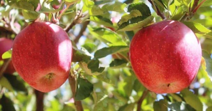 توزیع 10 تن کود یارانه ای برای  باغ سیب درختی در هفت ماهه سال۱۴۰۴