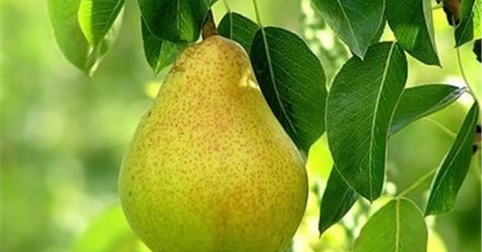 توزیع ۵۳ تن کود یارانه ای برای  باغ گلابی درختی در هفت ماهه سال۱۴۰۴