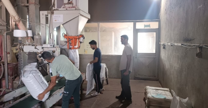 بوجاری ، ضدعفونی، کیسه گیری و پارت چینی بیش از۷۴۷تن بذر گندم