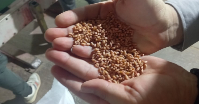 توزیع بیش از1415 تن  بذر اصلاح شده گندم