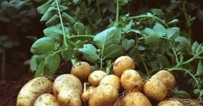 تخصیص تخصصی کودهای ازته و پتاسه برای ارتقای تناژ و کیفیت سیب‌زمینی گلستان