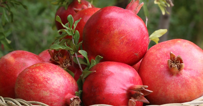 تامین و‌تحویل بیش از 10156 هزارتن انواع  کود در هفت ماهه سال جاری – شهرستان ساوه و زرندیه . قطب باغات انار   