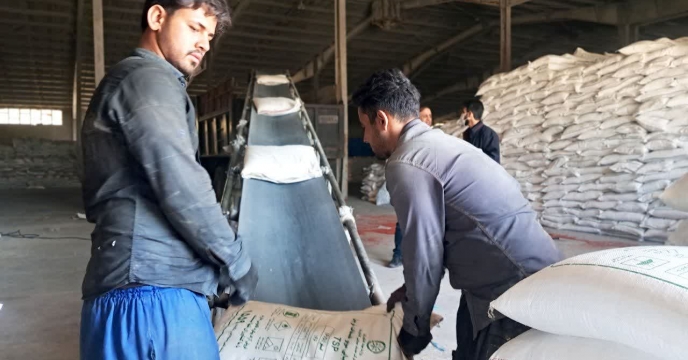 میزان 90 تن کود فسفات به کشاورزان کرمان تحویل شد