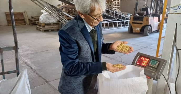 شروع عملیات بوجاری بذر برنج رقم فجر در شرکت خدمات حمایتی کشاورزی استان مازندران 