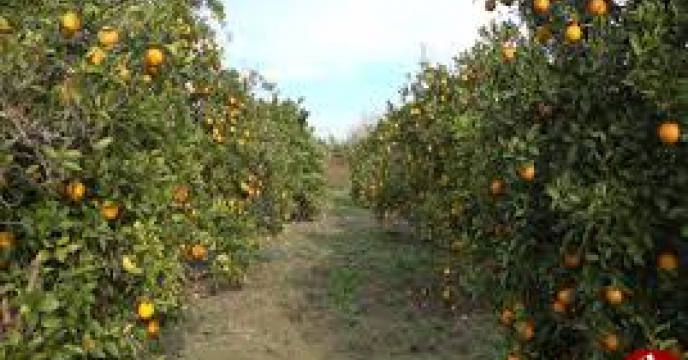 صدور 12654 حواله الکترونیک توزیع کود برای باغات در استان مازندران