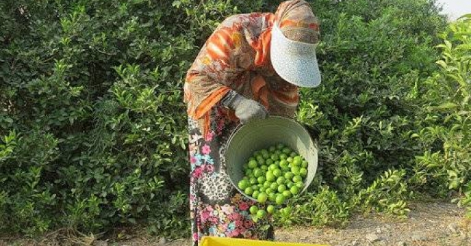 صدور ۷۷۱ حواله الکترونیک برای توزیع کود در باغات استان