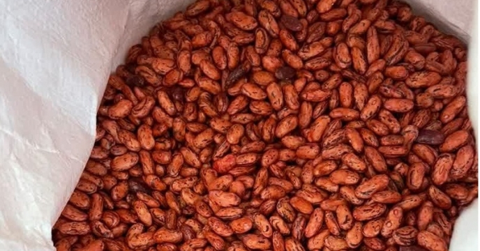 عملیات بوجاری بذر لوبیا  چیتی در شرکت خدمات حمایتی کشاورزی استان کرمان صورت گرفت