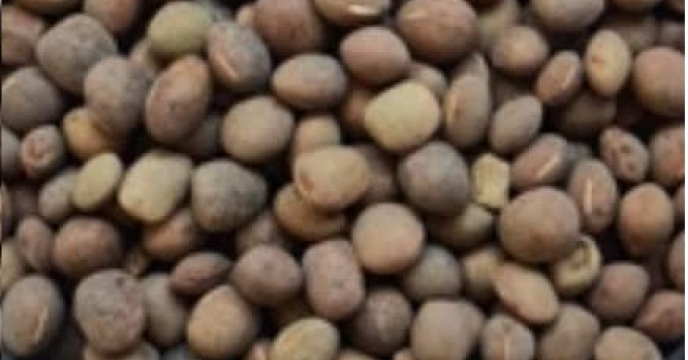 انعقاد قرارداد اجاره سامانه بوجاری بذر ماش در شرکت خدمات حمایتی کشاورزی استان کرمان