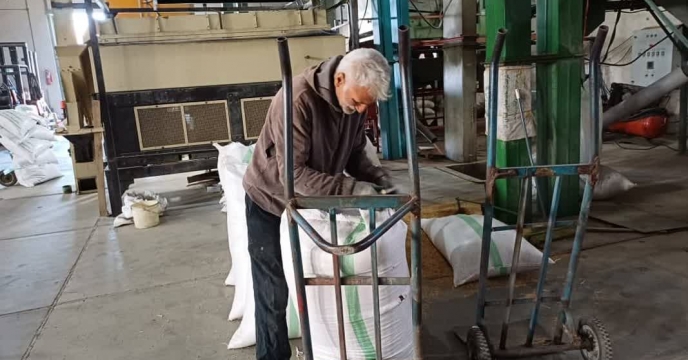 آغاز عملیات بوجاری بذر شلتوک برنج در شرکت خدمات حمایتی کشاورزی استان مازندران