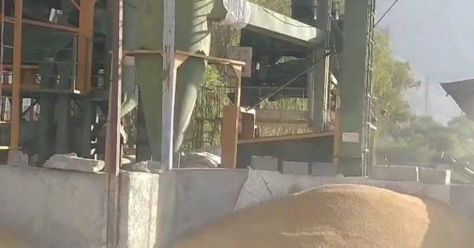 بازدید کارشناس فنی شرکت از روند بوجاری بذر گندم شرکت خدمات حمایتی کشاورزی استان هرمزگان