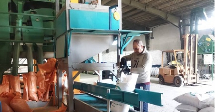  عملیات بوجاری بذر برنج رقم شیرودی در شرکت خدمات حمایتی کشاورزی استان گیلان