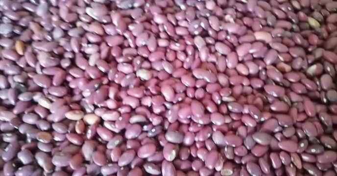 عملیات بوجاری بذر لوبیا قرمز در شرکت خدمات حمایتی کشاورزی استان کرمان