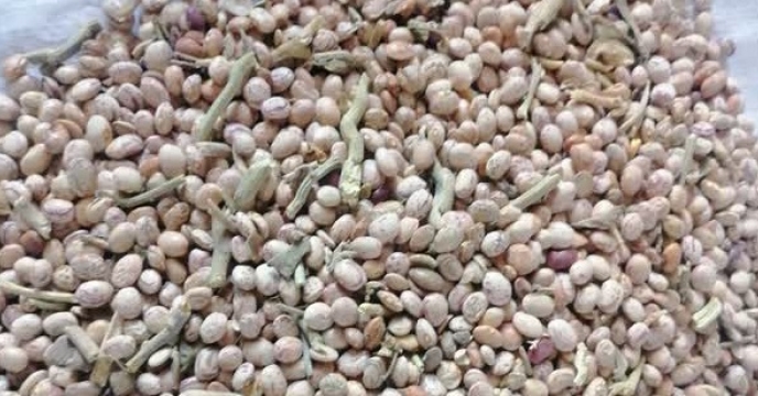 انجام عملیات بوجاری بذر لوبیا چیتی و لوبیا قرمز در شرکت خدمات حمایتی کشاورزی استان کرمان