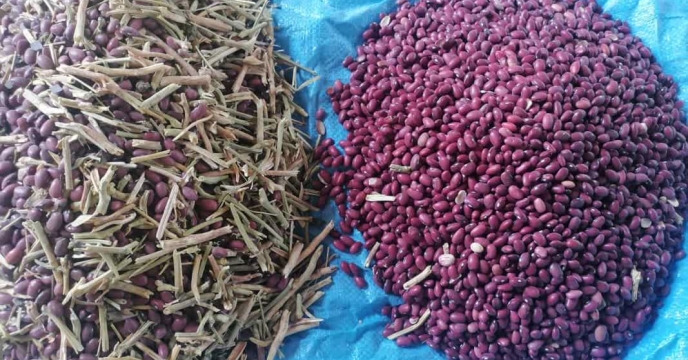 شروع عملیات بوجاری نهاده بذر حبوبات و دانه های روغنی خود مصرفی کشاورزان شرکت خدمات حمایتی کشاورزی استان کرمان