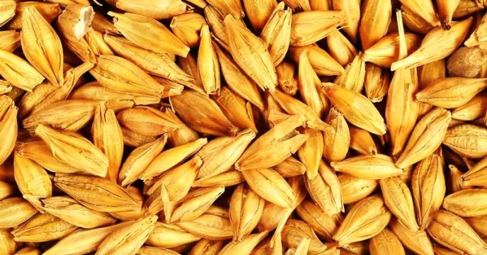 توزیع بیش از 166 تن کود برای مزارع جو در گیلان طی سه ماهه ی اول سال جاری
