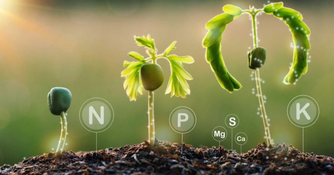 توزیع ۲۴۵ تن کود کشاورزی برای تقویت تولیدات شهرستان  هریس در استان آذربایجان شرقی