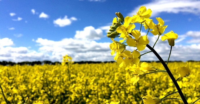 تأمین بیش از 760 تن نهاده کشاورزی برای حمایت از کلزا کاران استان قزوین 