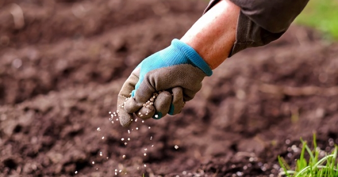 توزیع 721تن کوددر شهرستان راسک استان سیستان وبلوچستان ،حمایت پیوسته از کشاورزان در 9ماهه سال جاری