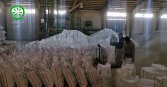 آغاز عملیات کیسه گیری نهاده کود اوره در شرکت خدمات حمایتی کشاورزی استان کردستان