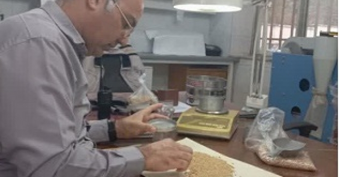 انجام عملیات بوجاری، ضد عفونی، کیسه گیری و پارت چینی بذر گندم در شرکت خدمات حمایتی کشاورزی استان گلستان