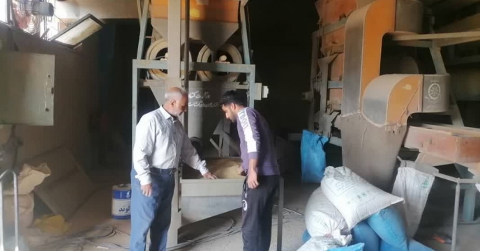 آغاز عملیات بوجاری بذر یونجه در شرکت خدمات حمایتی کشاورزی استان کرمان