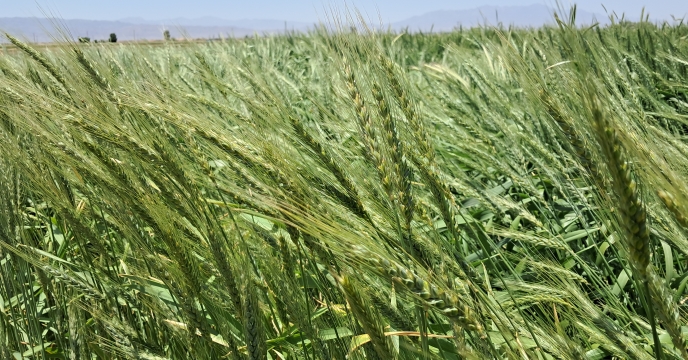  افزایش بهره‌وری گندم با 2537 حواله‌ الکترونیکی و 2516 تن کودیارانه ای در کرمان