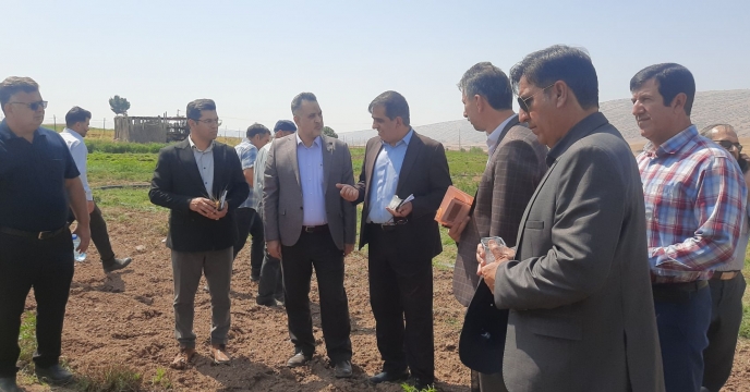 بازدید میدانی مدیر خدمات حمایتی کشاورزی از مزارع زنجیره‌ای ایلام؛ گامی در مسیر توسعه کشاورزی