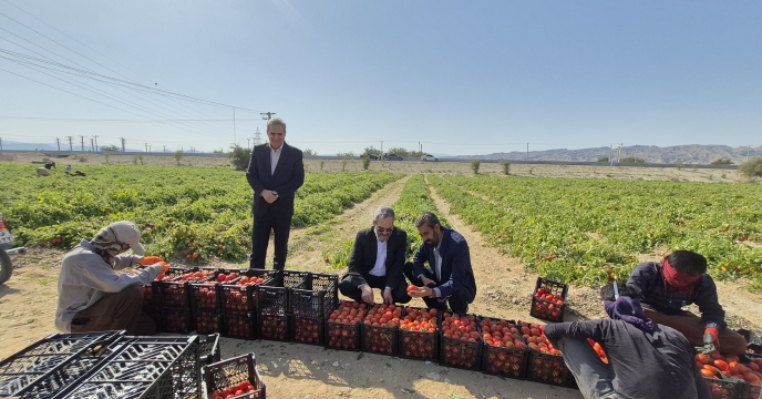 بازدید مدیر شرکت خدمات حمایتی کشاورزی هرمزگان از مزرعه الگویی کشت گوجه‌فرنگی در منطقه کهورستان