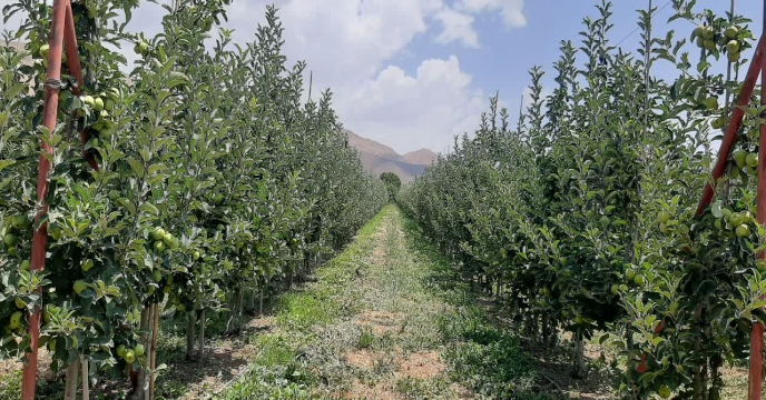 بازدید کارشناسان فنی شرکت خدمات حمایتی کشاورزی استان تهران از باغات سیب شهرستان دماوند