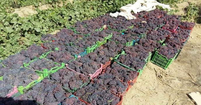 تامین و توزیع 10105 تن انواع کود به شهرستان اراک و حومه در هفت ماهه سال جاری