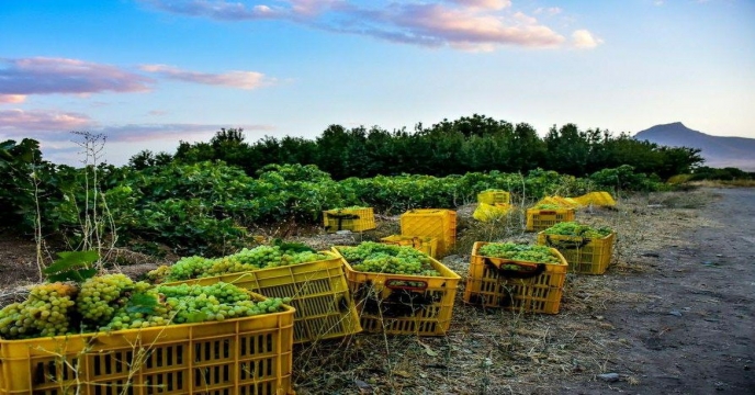 تامین و توزیع 10105 تن انواع کود به شهرستان اراک و حومه در هفت ماهه سال جاری